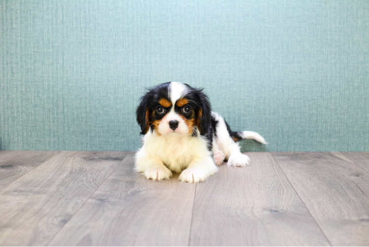 Cavalier King Charles Spaniel Pup Being Cute