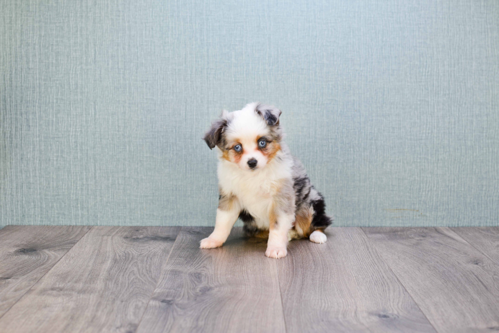 Mini Aussiedoodle Pup Being Cute