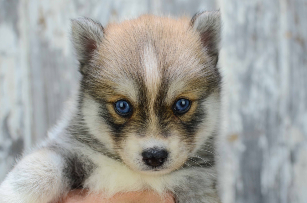 Cute Pomsky Baby