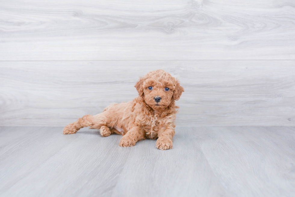 Best Cockapoo Baby