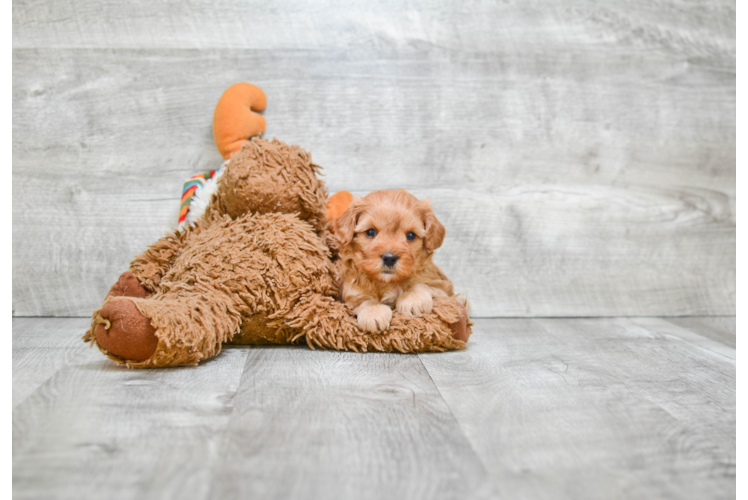 Hypoallergenic Cavoodle Poodle Mix Puppy