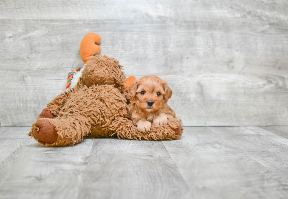 Hypoallergenic Cavoodle Poodle Mix Puppy