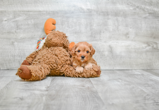 Hypoallergenic Cavoodle Poodle Mix Puppy