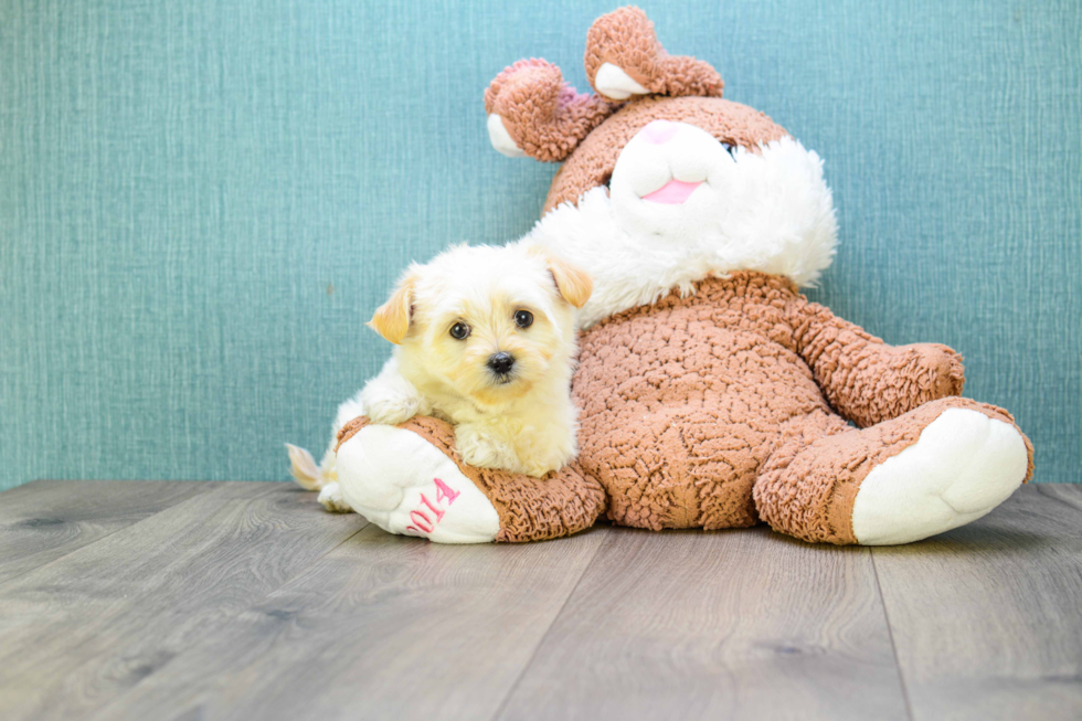 Popular Maltipoo Poodle Mix Pup