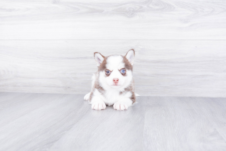 Smart Pomsky Designer Pup