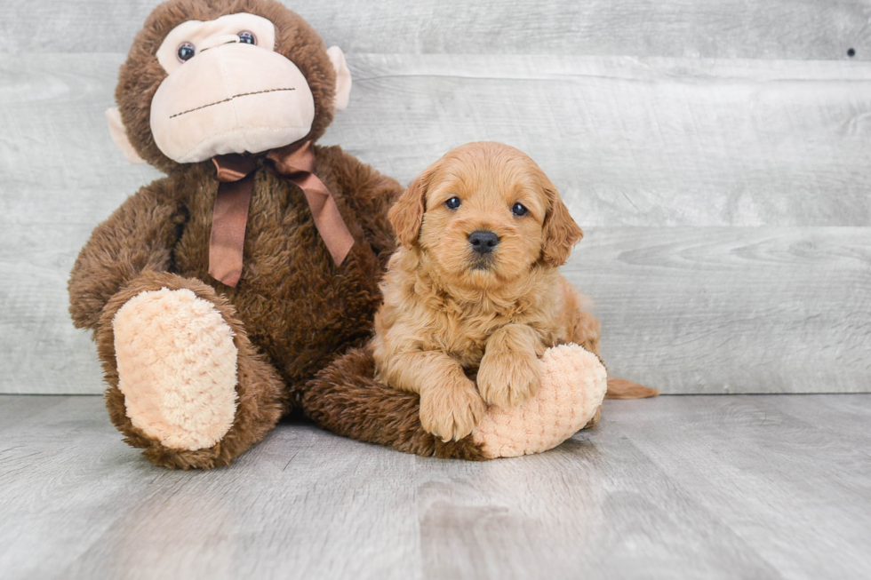 Smart Mini Goldendoodle Poodle Mix Pup