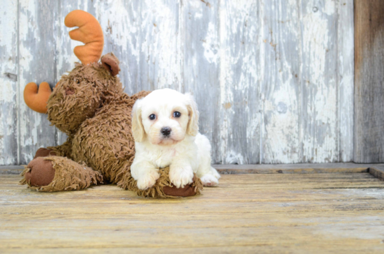 Energetic Cavalier Designer Puppy