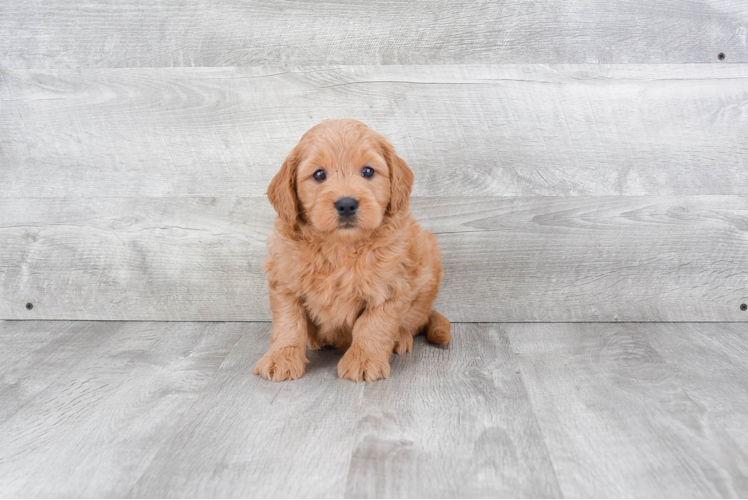 Hypoallergenic Golden Retriever Poodle Mix Puppy