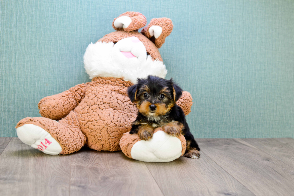 Meet Lisa - our Yorkshire Terrier Puppy Photo 