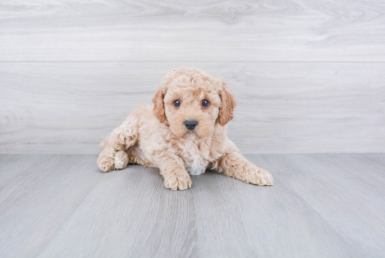 Best Cockapoo Baby