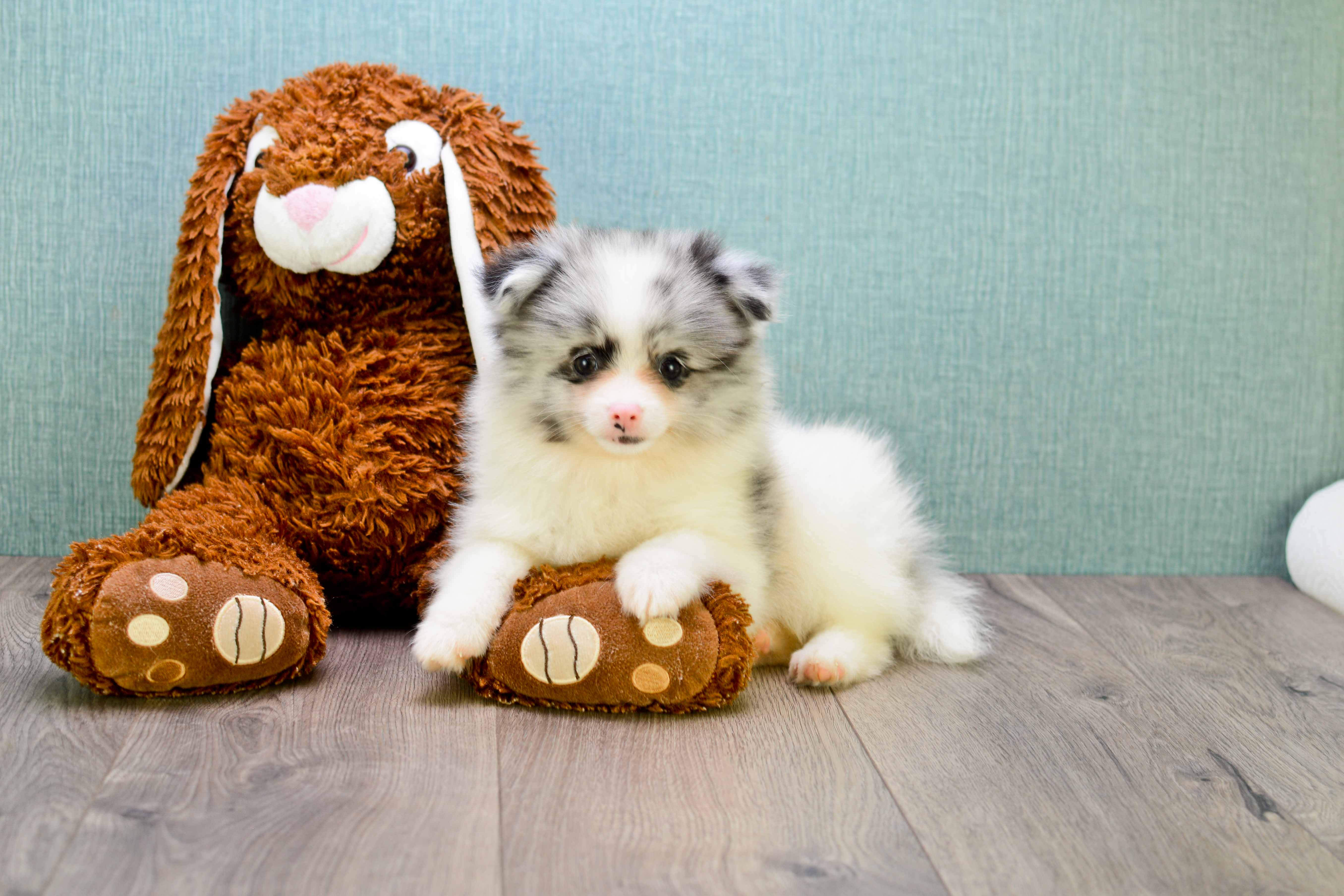 Best Pomeranian Baby