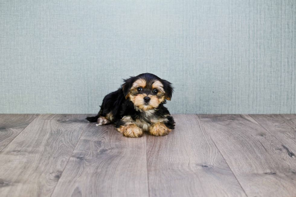 Hypoallergenic Yorkie Designer Puppy