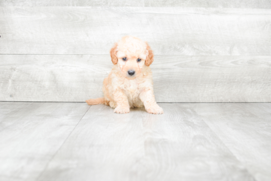 Mini Goldendoodle Pup Being Cute