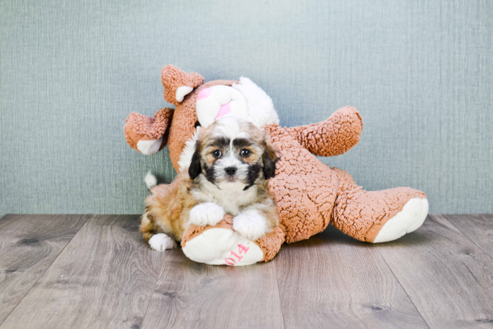 Fluffy Teddy Bear Designer Pup