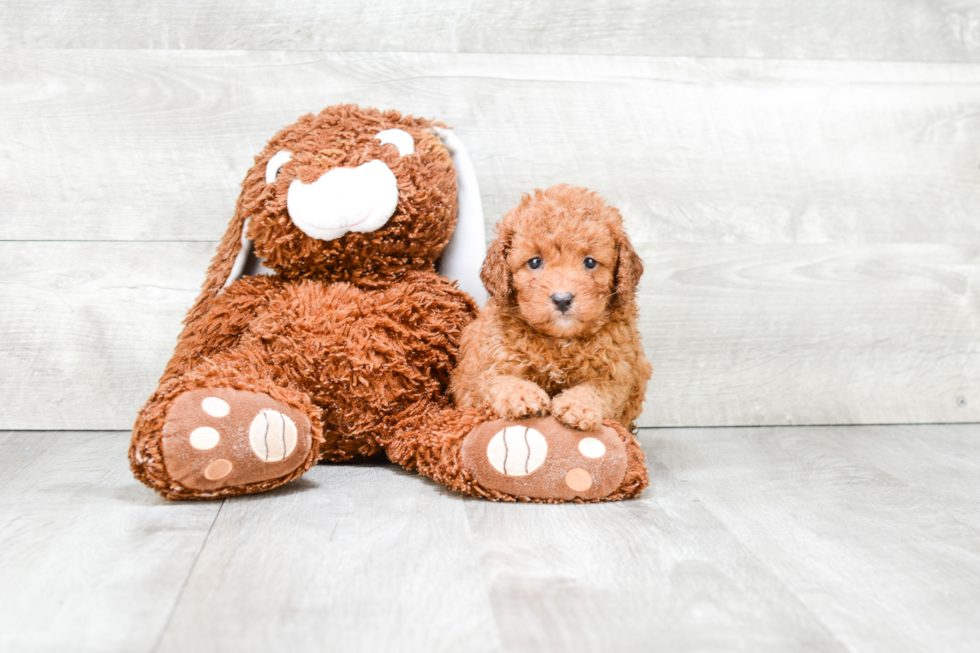 Hypoallergenic Golden Retriever Poodle Mix Puppy