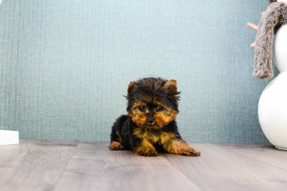 Meet Micro-Teacup-Ronaldo - our Yorkshire Terrier Puppy Photo 