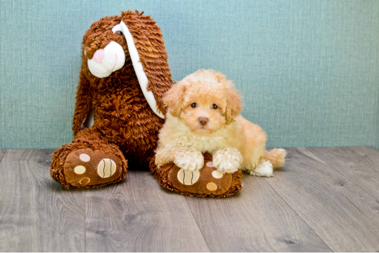 Maltipoo Puppy for Adoption