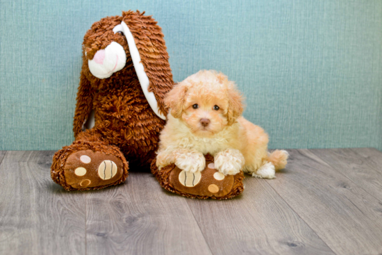 Maltipoo Puppy for Adoption