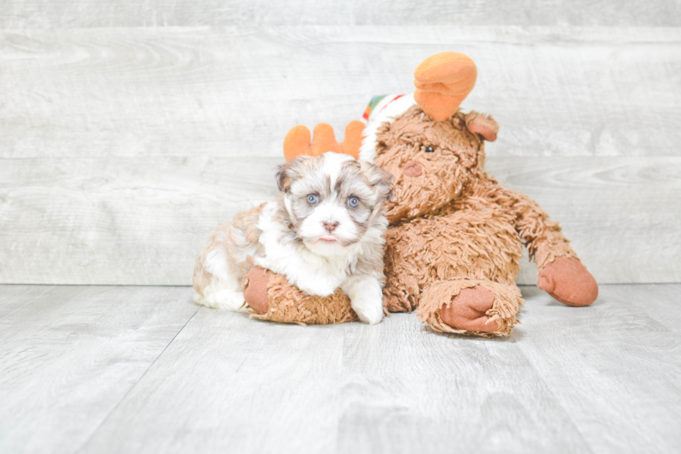 Havanese Puppy for Adoption