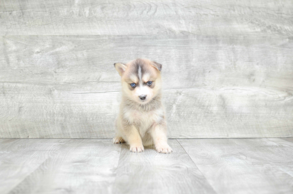 Pomsky Puppy for Adoption