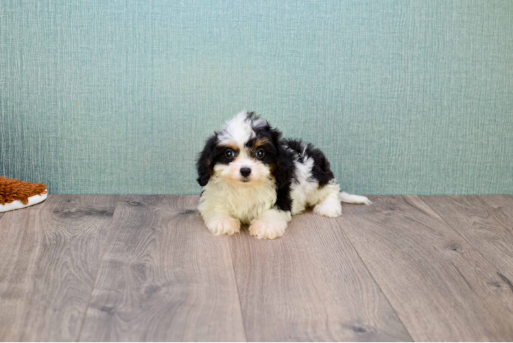 Fluffy Cavachon Designer Pup