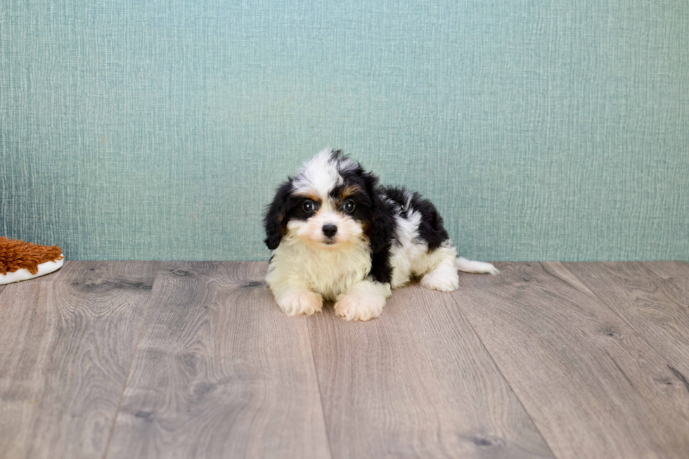 Fluffy Cavachon Designer Pup