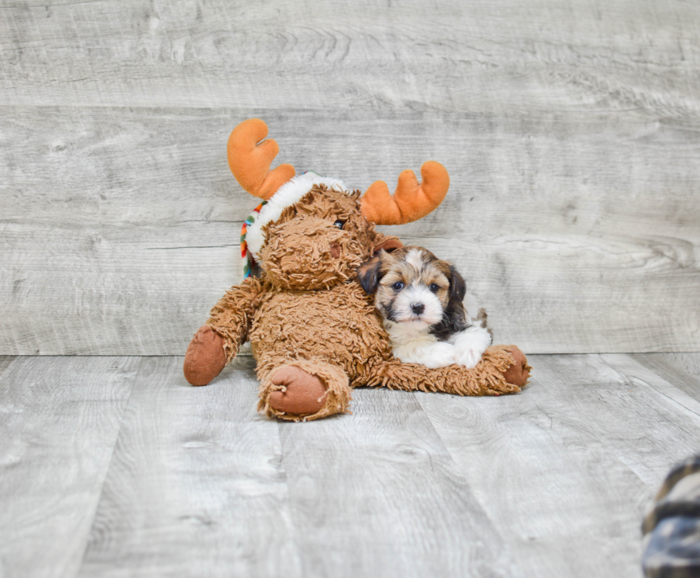 Havanese Pup Being Cute