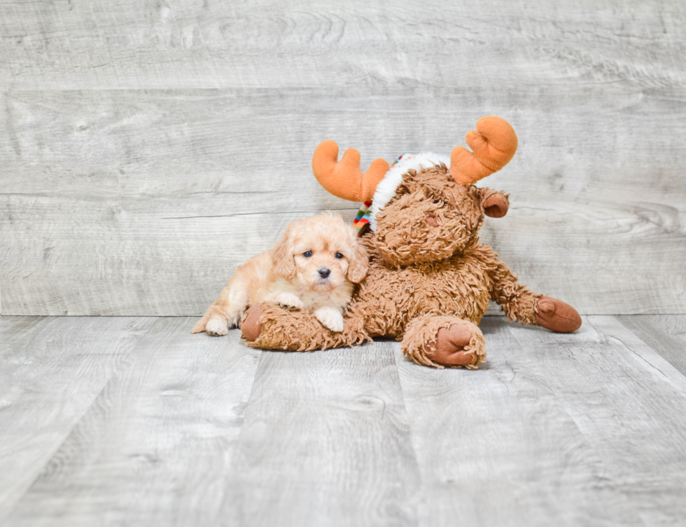 Adorable Cavoodle Poodle Mix Puppy