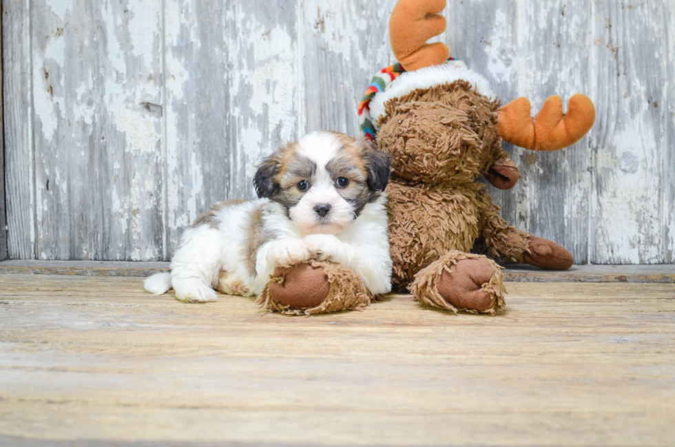 Happy Teddy Bear Baby