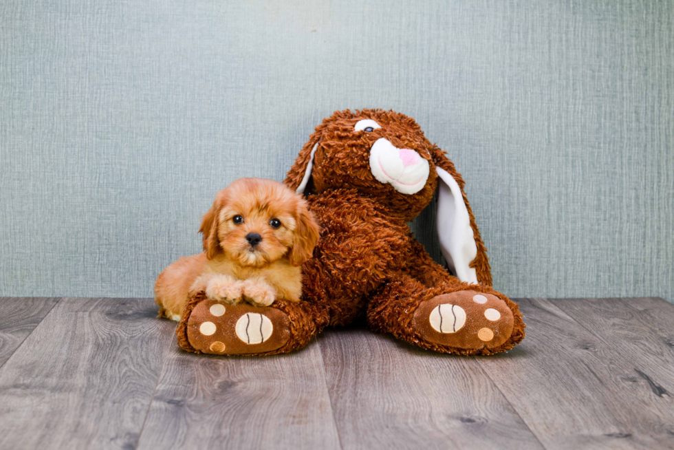 Best Cavapoo Baby