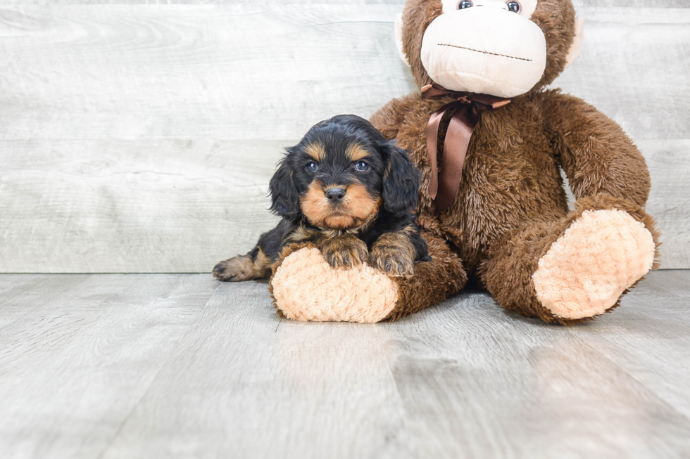 Best Cavapoo Baby