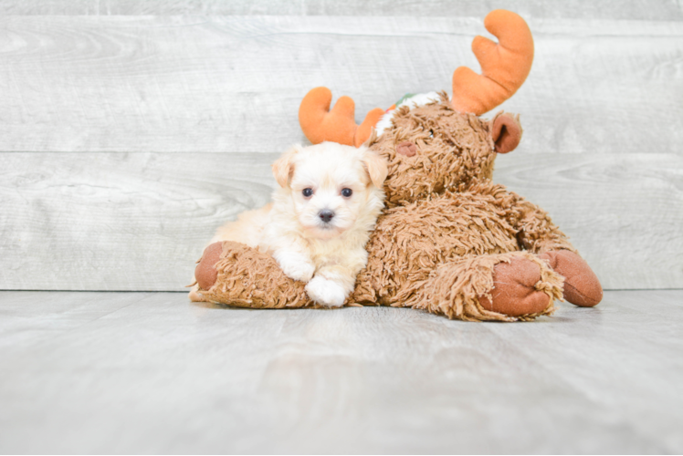 Hypoallergenic Maltepoo Poodle Mix Puppy