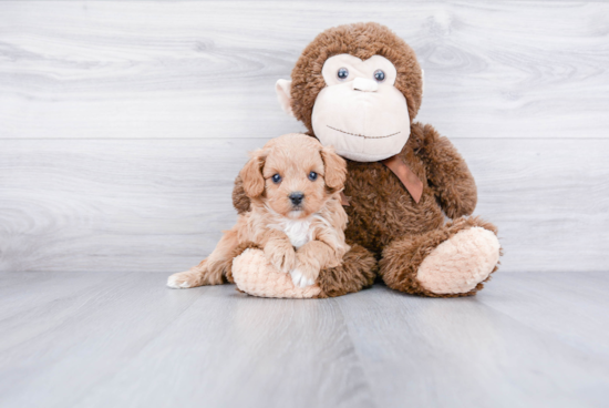 Best Cavapoo Baby