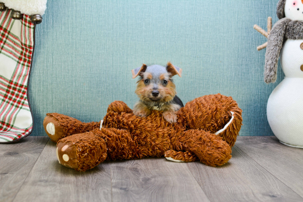 Best Morkie Baby