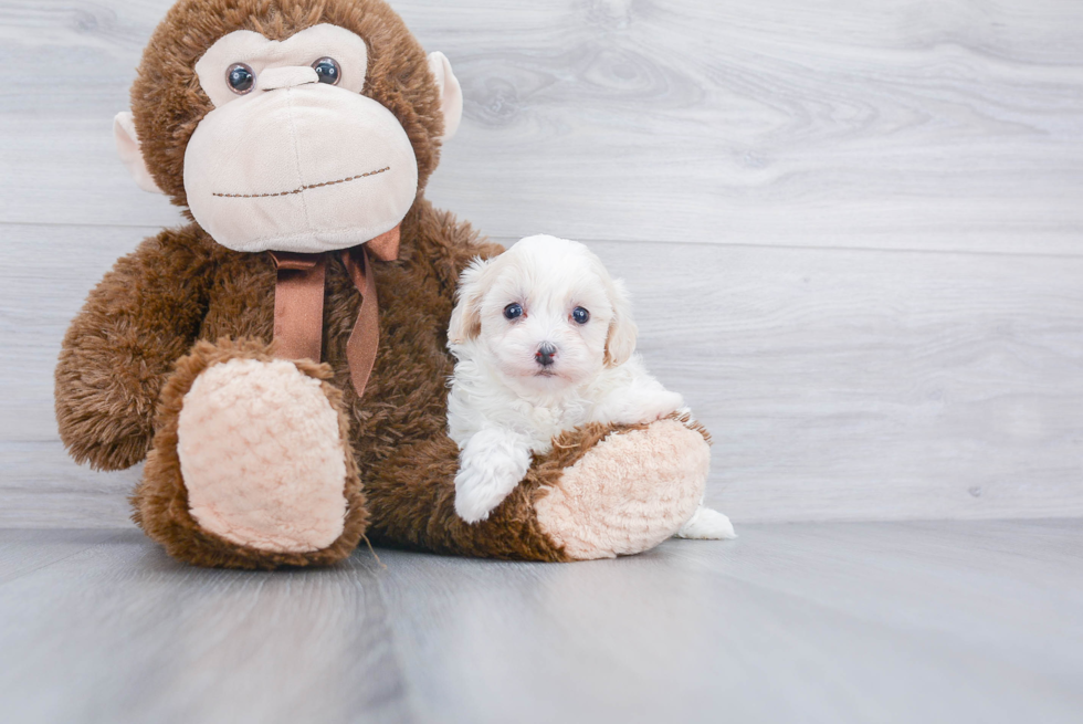 Adorable Maltese Poodle Poodle Mix Puppy