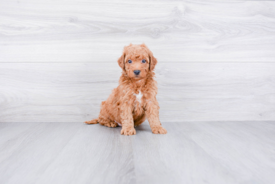 Sweet Mini Goldendoodle Baby