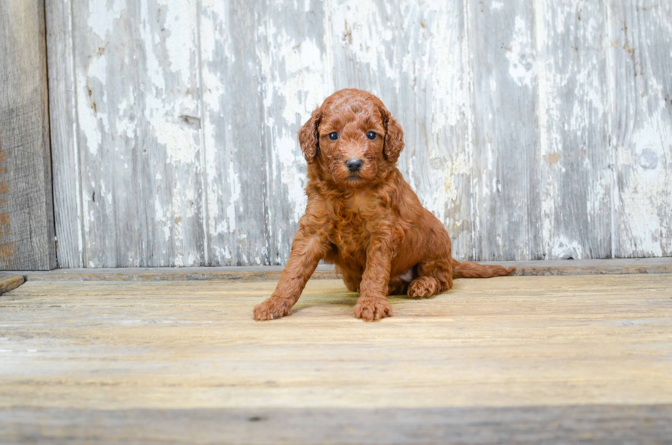 Funny Mini Goldendoodle Poodle Mix Pup