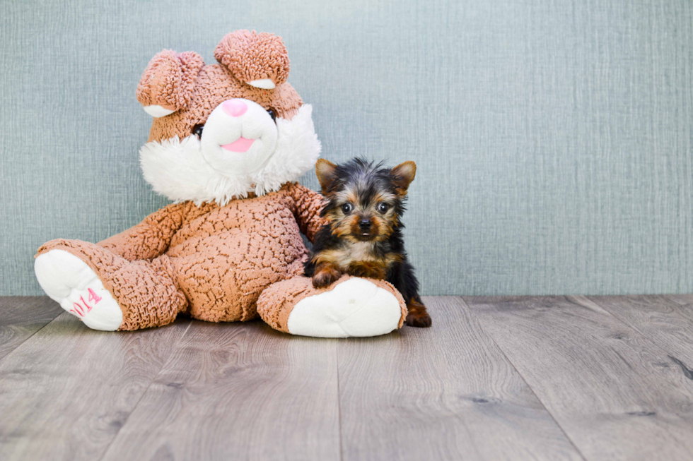 Meet Joey - our Yorkshire Terrier Puppy Photo 