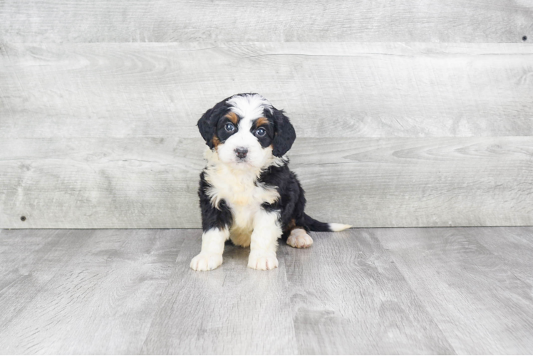 Hypoallergenic Mini Berniedoodle Poodle Mix Puppy