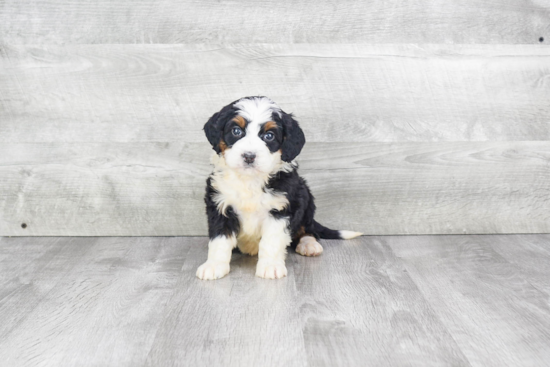 Hypoallergenic Mini Berniedoodle Poodle Mix Puppy