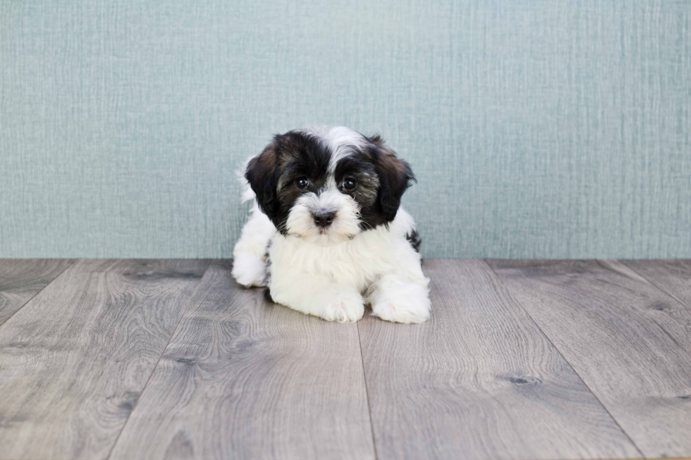 Best Havanese Baby