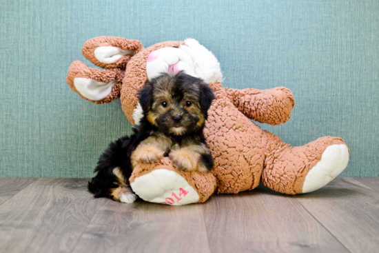 Yorkie Poo Pup Being Cute