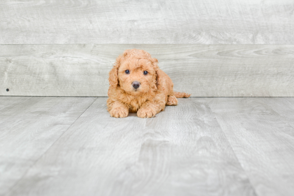 Popular Cavapoo Poodle Mix Pup