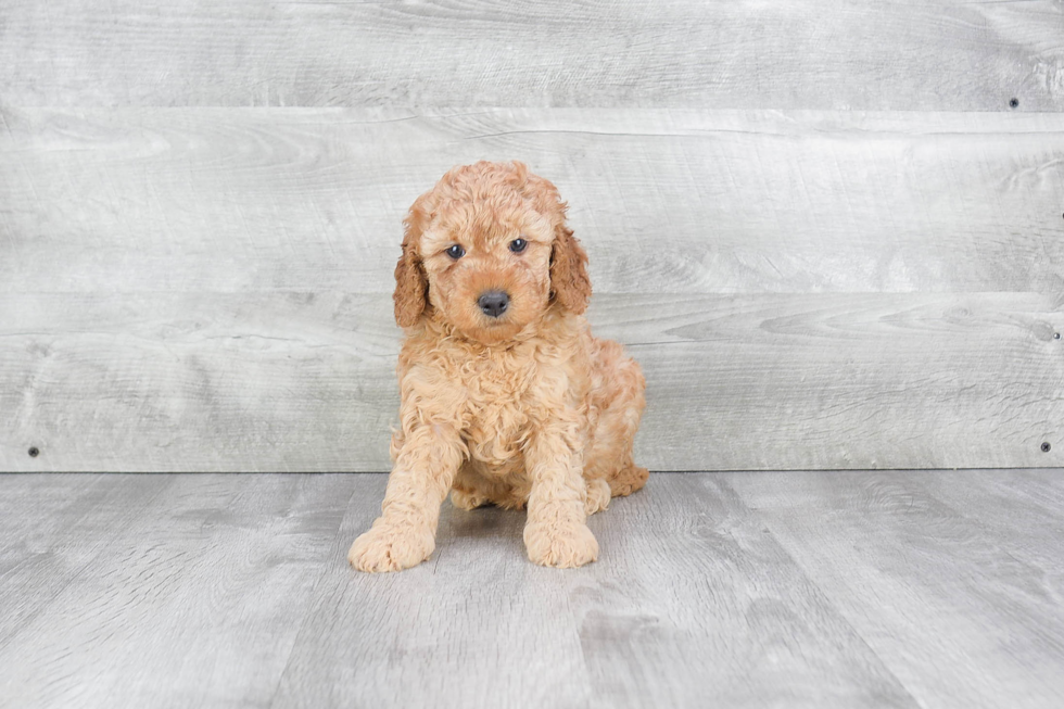 Best Mini Goldendoodle Baby