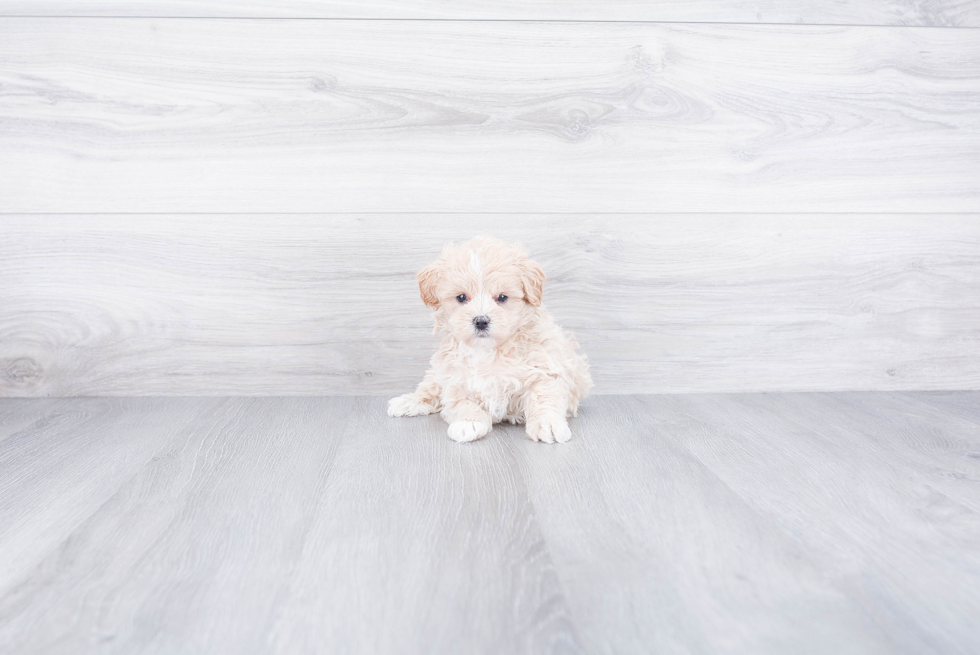 Maltipoo Pup Being Cute