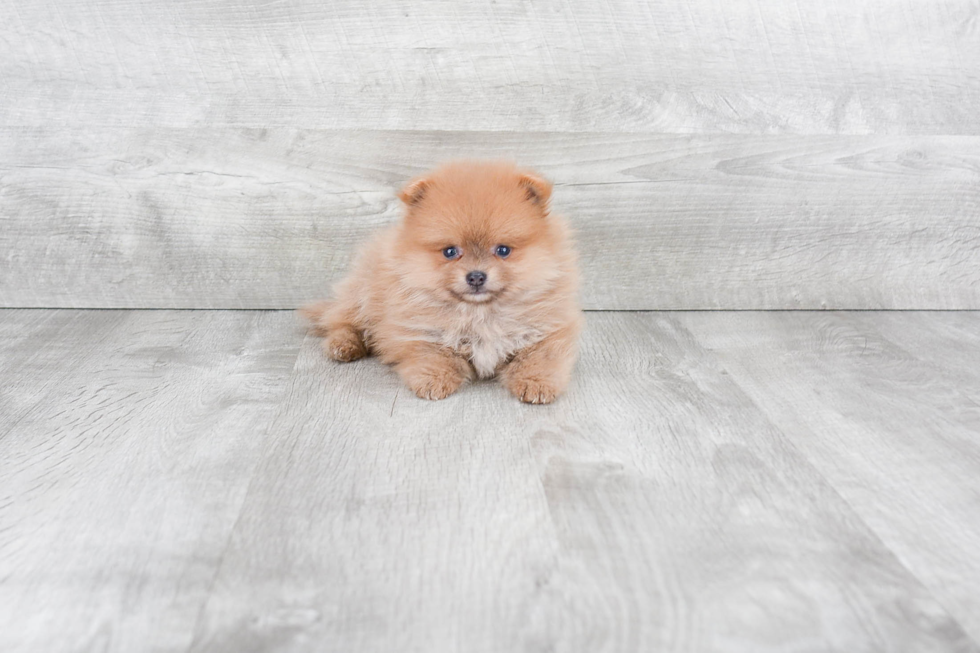 Pomeranian Puppy for Adoption