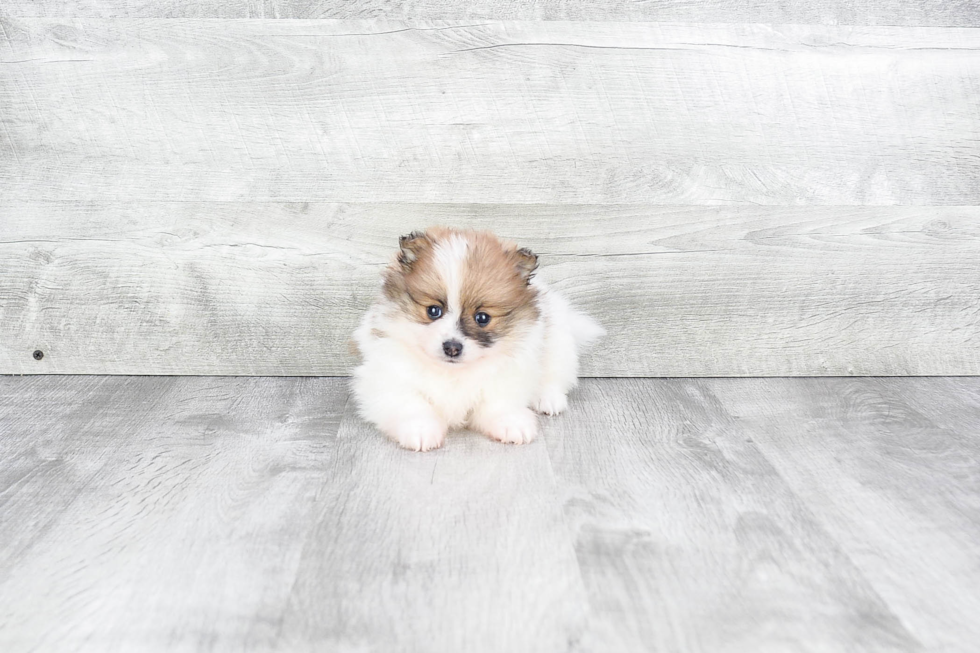 Hypoallergenic Pomeranian Purebred Pup