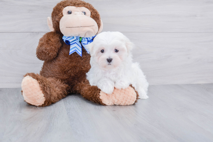 Little Maltese Purebred Pup