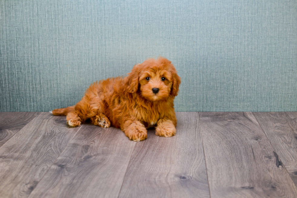 Best Mini Goldendoodle Baby