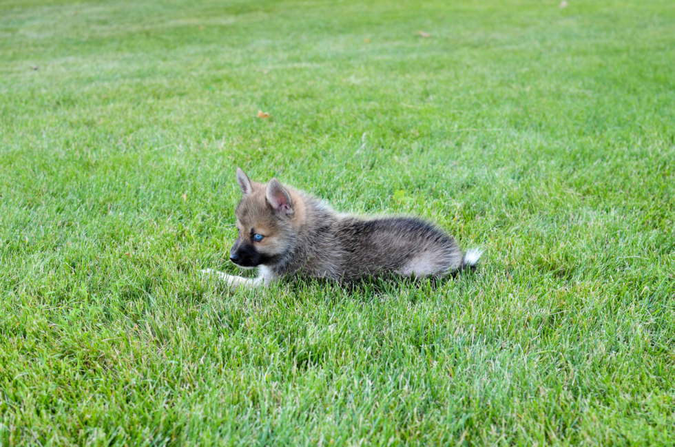 Pomsky Puppy for Adoption